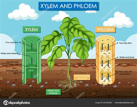 Xylem And Phloem