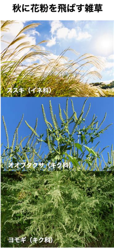 ブタクサ花粉