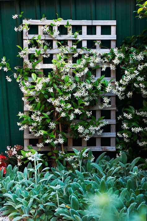 Climbing plants 7 fast growing climbers vines and creepers – Artofit