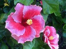fiori di ibisco ibiscus hibiscus piante da giardino coltivazione fiori di ibisco ibiscus hibiscus piante da giardino coltivazione