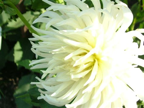 Types Of Big White Flowers at Doreen Woods blog