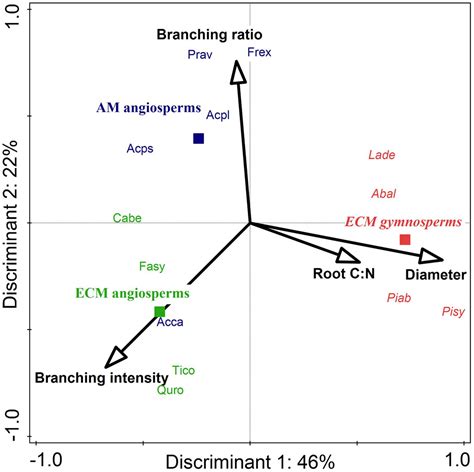 Frontiers | Root Branching Is a Leading Root Trait of the Plant ...