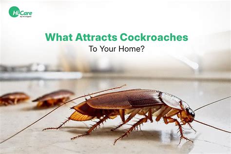 25 Common Things That Attract Cockroaches To Your House – HiCare (A ...