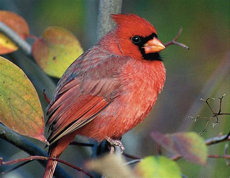 Missouri Backyard Bird Guide at Alicia Tuckett blog