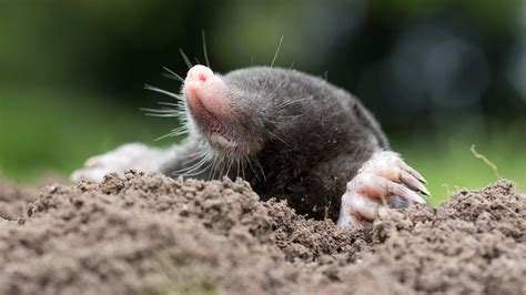 Tips for Identifying Moles, Voles, Gophers