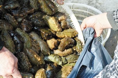 为什么不直接吃鲜海参？鲜海参的营养价值是不是更高？ - 哔哩哔哩