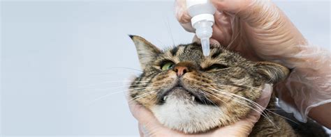Cat Eye Discharge: What To Look Out For | TrustedHousesitters.com