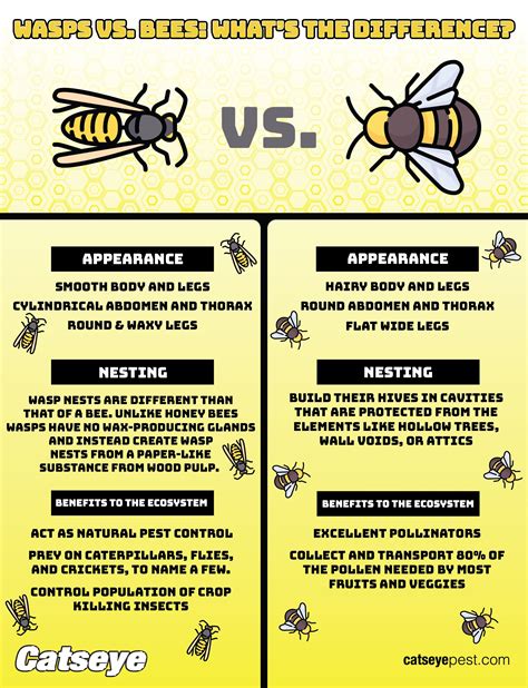 Cartoon Honey Bee Vs Wasp
