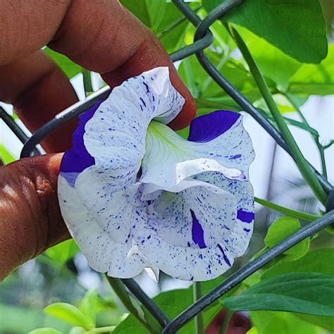 Thailand Clitoria (Butterfly Pea) Plant Online in India – Rare Blooms ...
