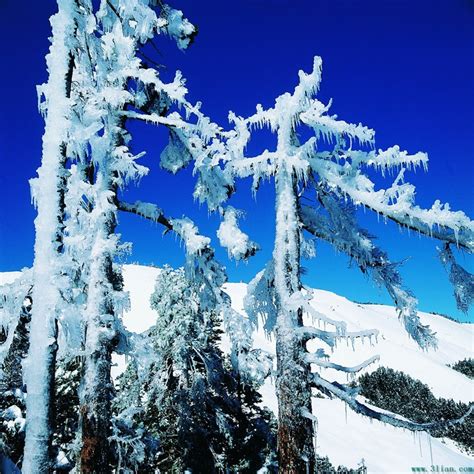 雪冬天 库存图片. 图片 包括有 着色, 中立, 下雪, 有风, 横向, 冬天, 叶子, 线路, 结构树 - 82363
