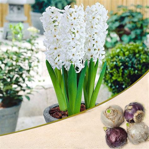 Buy Hyacinth Flower Bulbs online from Nurserylive at lowest price.
