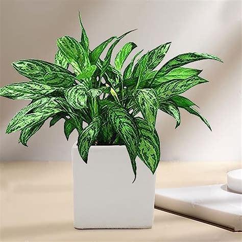 Lasaki Alora 4 inch Square Box White Ceramic Pots for Indoor Plants ...