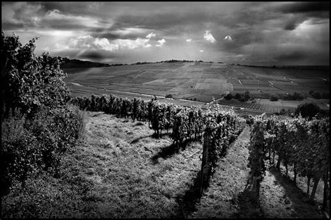 ⇒ Lucien Albrecht | Sparkling Wine | Cremant Alsace Rose & Brut