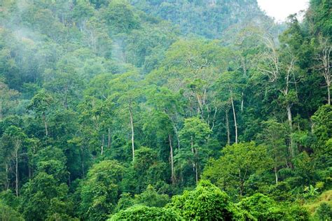 Forest Environment 的图像结果