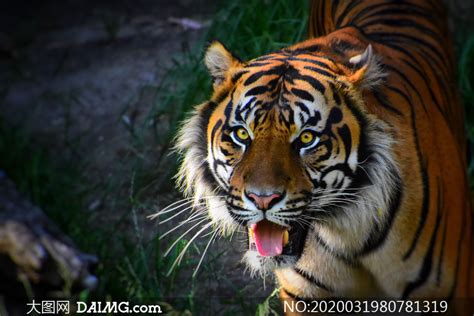 树林中的一只凶猛老虎摄影高清图片_大图网图片素材