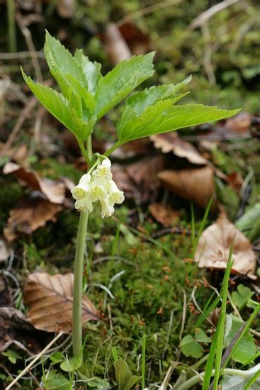 Kyčelnice devítilistá (Dentaria enneaphyllos) - Bobův fotoblog
