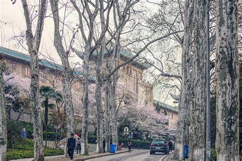 武汉大学樱花季高清图片下载-正版图片500698098-摄图网