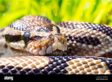 Image result for The Dodo Pet Ball Python