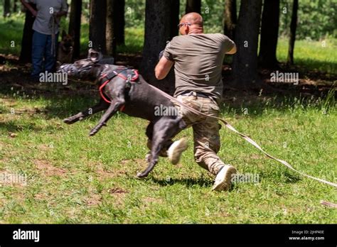 Cane Corso Dogs Attack 的图像结果