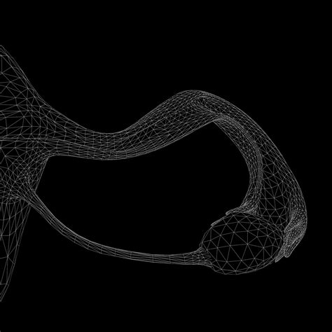 Image result for Human Reproductive System Model