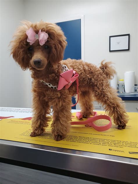 BATESBURG-LEESVILLE ANIMAL HOSPITAL - Batesburg-Leesville SC - Hours ...