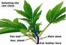 hanf stecklinge machen stecklinge schneiden mit steinwolle cannabisanbauen net hanf stecklinge machen stecklinge schneiden mit steinwolle cannabisanbauen net