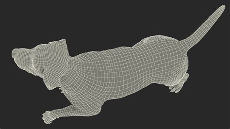 3D model Labrador Dog Brown Walking Fur | 3D Molier International