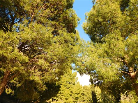 Download Trees Wallpaper | Wallpapers.com