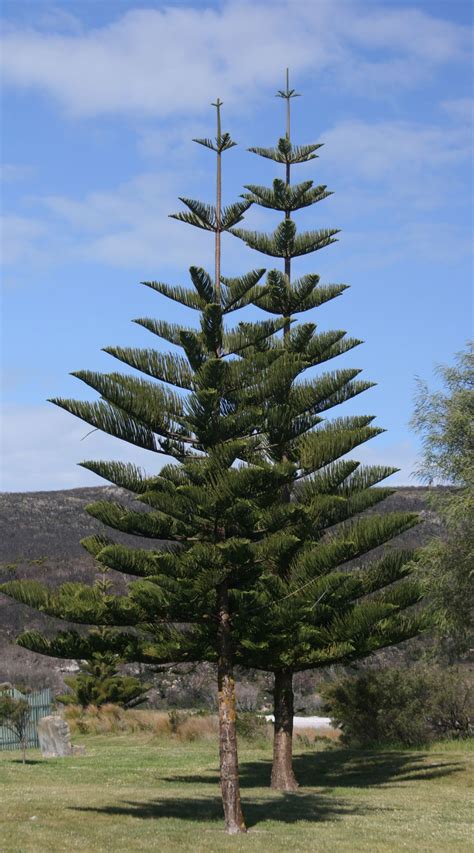 Larry's Photo Of The Week: Norfolk Island Pine: A Houseplant's Tropical ...