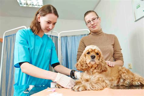 Best Pet Insurance in Pennsylvania | Money