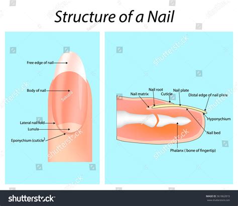 Parts Of The Fingernail