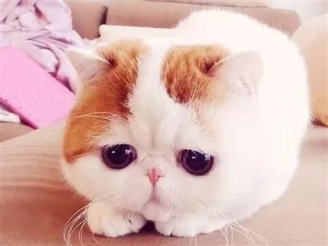 Snoopybabe Cat Creates Sensation Online!