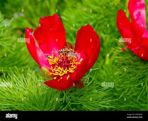 Paeonia tenuifolia, herbaceous species of peony, also called fern leaf ...