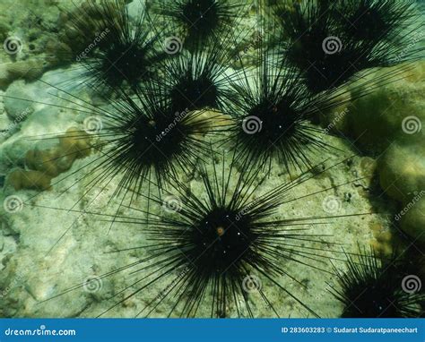 Black Sea Urchin Sea ??urchin Stock Image - Image of seafood, echinus ...