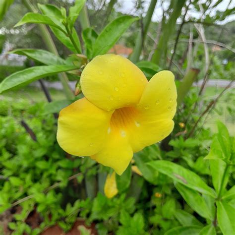 DARK FOREST RETREAT AMBOLI (Kegad) - Lodge Reviews, Photos, Rate ...