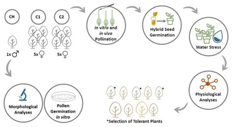 Biotechnology Tree 的图像结果