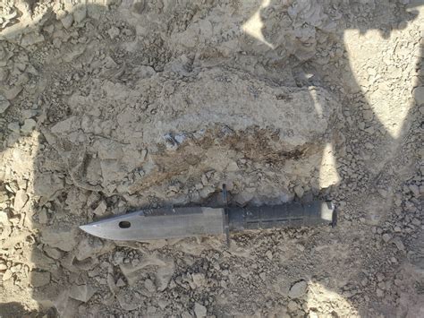 Hyaenodon skull / Projects / Preparation | Dutch Dinosaurs