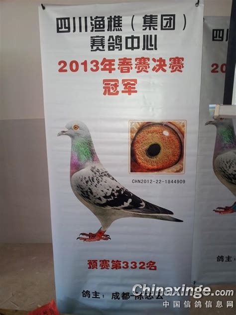 2014年德国鸽展：观赏鸽与鸽具(图)-中国信鸽信息网