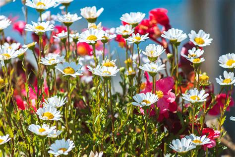 Nippon Daisy (Montauk Daisy): Plant Care & Growing Guide