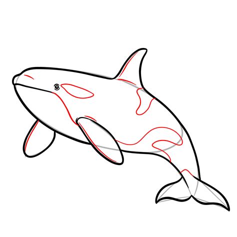 How to Draw an Orca – Easy Killer Whale Drawing Tutorial