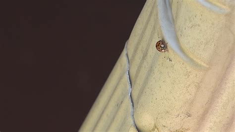 Asian Lady Beetles invading Quad City homes | wzzm13.com