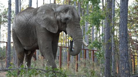Watch: Elephant makes cross-country trip from California to Tennessee