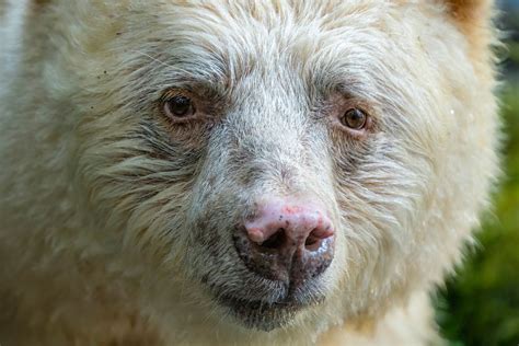 Guardians of the Glacial Past — Ryan Tidman