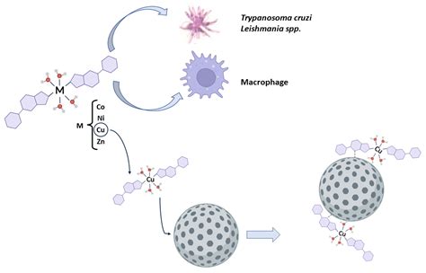 Recent Advances in Metal Complexes Based on Biomimetic and ...