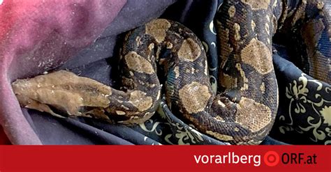 Image result for Netzpython Zwerg