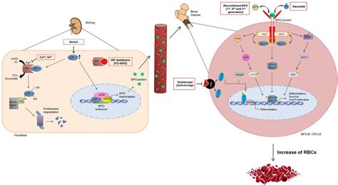 Image result for Explain Red Cell Production