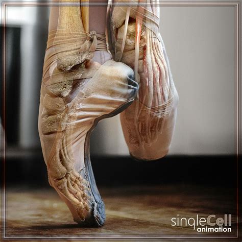 Ballerinas are extremely fascinating. They carry all of their weight on the tips of their feet ...