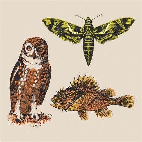 Premium Vector | Owl fish butterfly bad print old retro vintage ...
