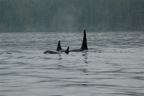 Northern Resident Orca Identification | Grizzly Bear Tours & Whale ...