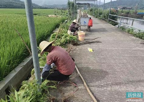 肇庆德庆悦城镇：栽花种树扮靓农村，提升农旅建设品质__财经头条